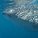 Whale Shark Up Close and Personal
